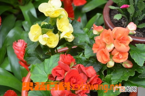 草本海棠花的种类和图片