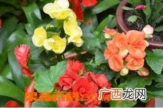 草本海棠花的种类和图片