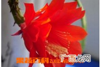 仙人剑花怎么养 仙人剑花的养殖方法