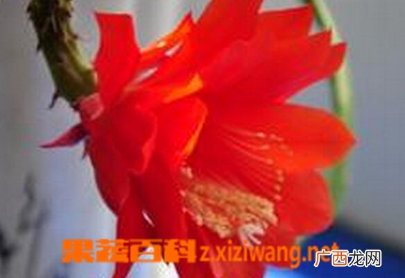仙人剑花怎么养 仙人剑花的养殖方法