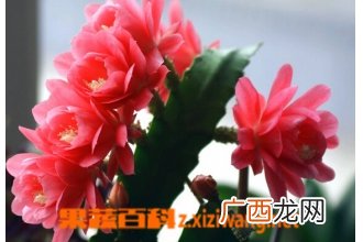 仙人剑花图片和养殖技巧