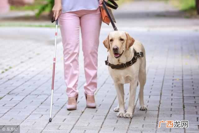 导盲犬需要的6大特点 导盲犬是什么狗品种
