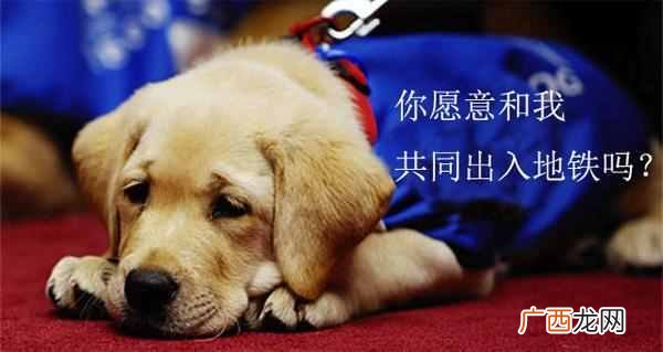 导盲犬需要的6大特点 导盲犬是什么狗品种