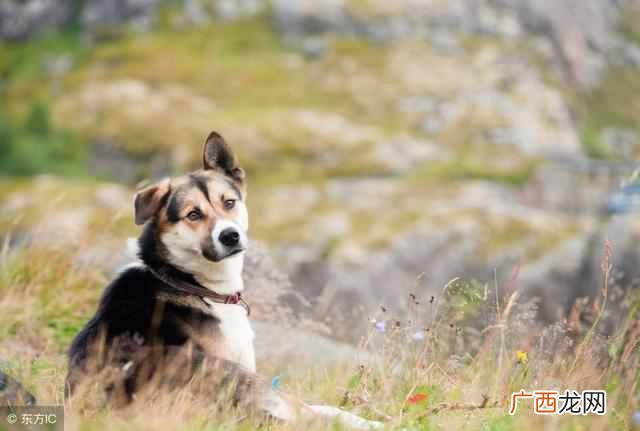 导盲犬需要的6大特点 导盲犬是什么狗品种