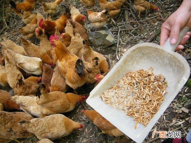 蛋白虫养殖是真的吗,好315创业商机网养殖