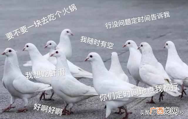 俗话说放鸽子是什么意思（为什么被爽约被叫“