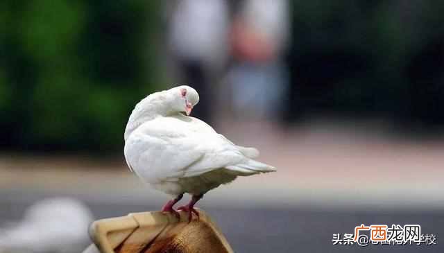 俗话说放鸽子是什么意思（为什么被爽约被叫“