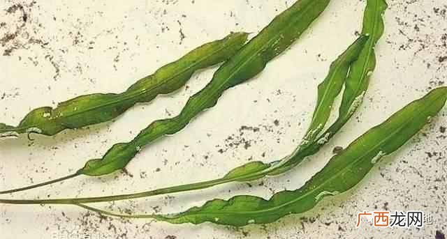 12种昆布的食用方法 日本昆布是什么东西