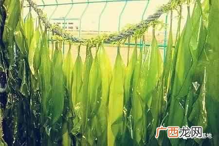 12种昆布的食用方法 日本昆布是什么东西