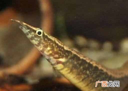 淡水湖养哪些东西可以致富（3种周期短、回报率