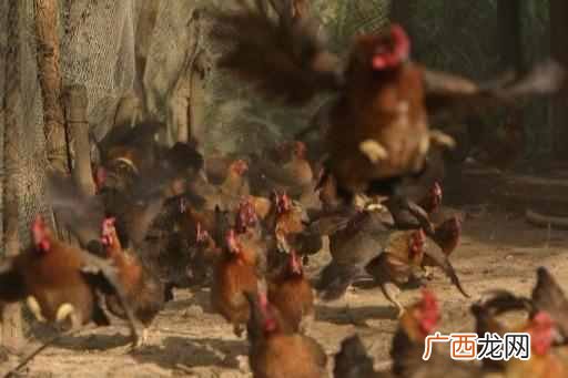 淡水湖养哪些东西可以致富（3种周期短、回报率