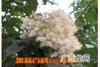 六月雪的养殖方法与注意事项