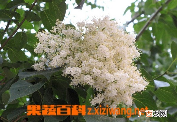 六月雪的养殖方法与注意事项