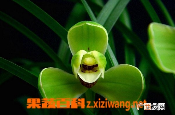 春兰宋梅的养殖方法与注意事项