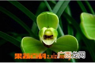 春兰宋梅的养殖方法与注意事项
