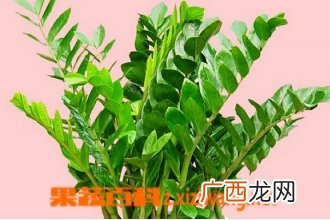 金钱树的功效与作用 金钱树的用途