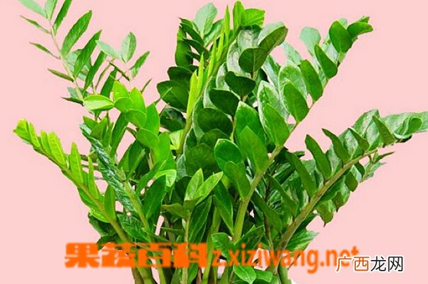 金钱树的功效与作用 金钱树的用途