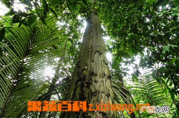 沉香树的功效与作用
