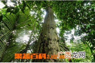 沉香树的功效与作用