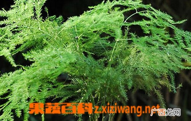 文竹的功效与作用 文竹的用途