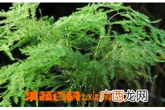 文竹的功效与作用 文竹的用途