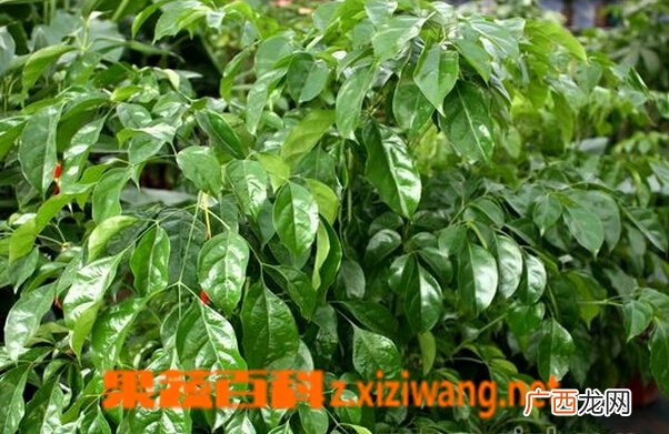 幸福树的功效与作用 幸福树的药用功效
