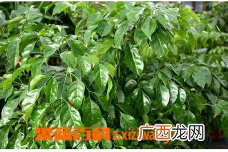 幸福树的功效与作用 幸福树的药用功效