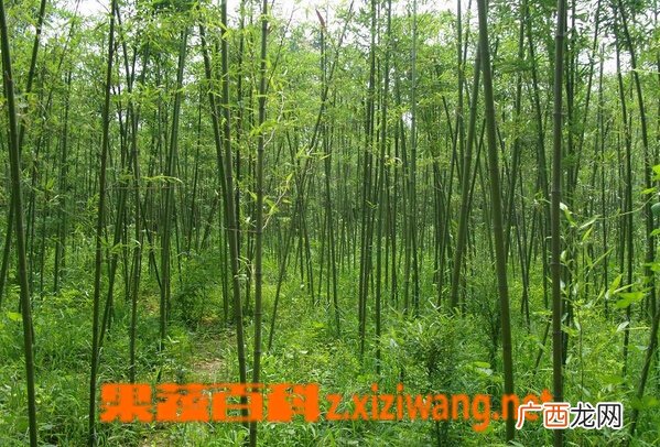 刚竹的功效与作用 刚竹的药用功效