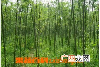 刚竹的功效与作用 刚竹的药用功效