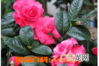 茶花的功效与作用 茶花的药用价值