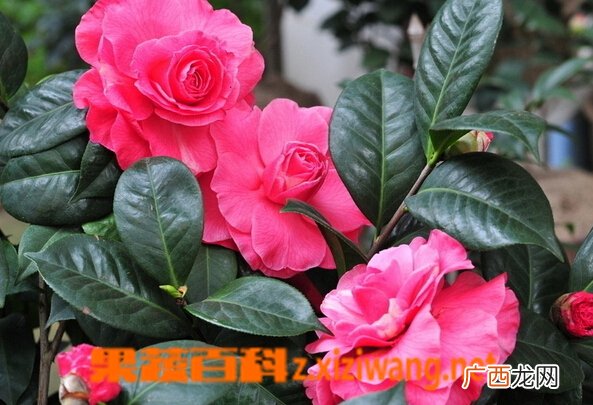 茶花的功效与作用 茶花的药用价值