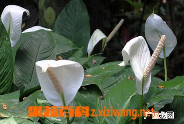白掌的养殖方法与注意事项