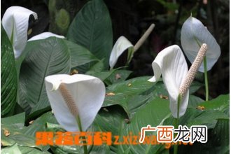 白掌的养殖方法与注意事项