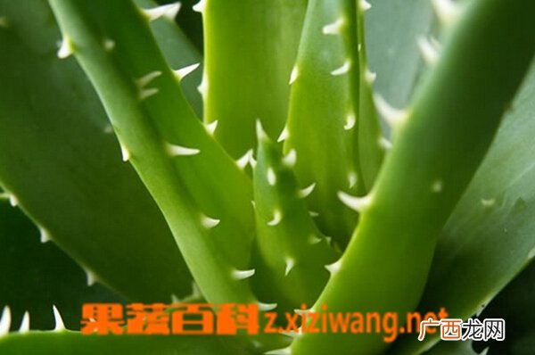 芦荟的养殖方法与管理方法