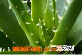 芦荟的养殖方法与管理方法