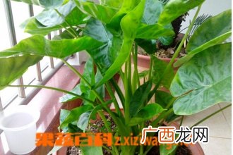 滴水观音怎么养 滴水观音的养殖方法