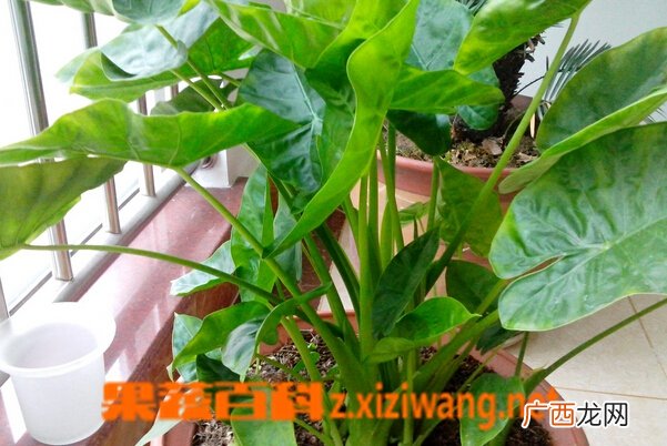 滴水观音怎么养 滴水观音的养殖方法