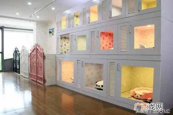 新手开宠物店要学什么技术（开宠物店一定要学