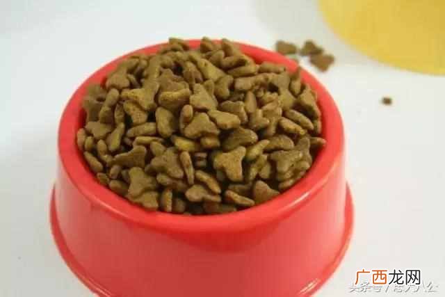 新手开宠物店要学什么技术（开宠物店一定要学