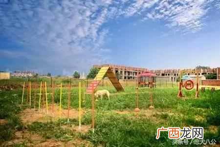 新手开宠物店要学什么技术（开宠物店一定要学