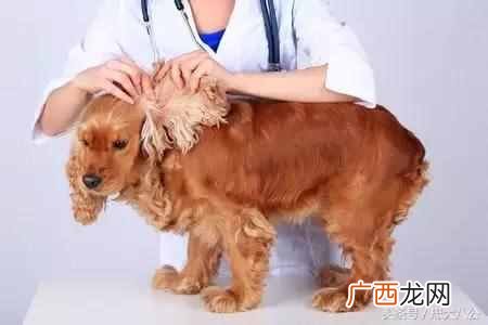 新手开宠物店要学什么技术（开宠物店一定要学