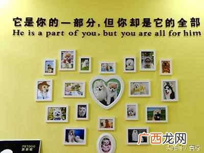 开宠物店需要什么手续和证件（开宠物店必备的