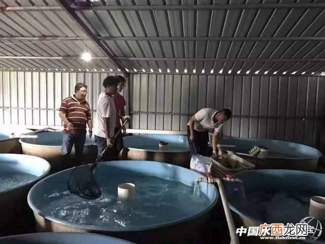 北方农村养殖什么行业挣钱（未来5年农民养殖这
