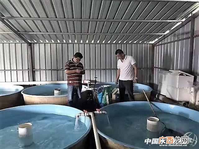 北方农村养殖什么行业挣钱（未来5年农民养殖这