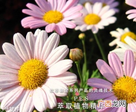 欧萃碧护肤品怎么样？法国药妆品牌