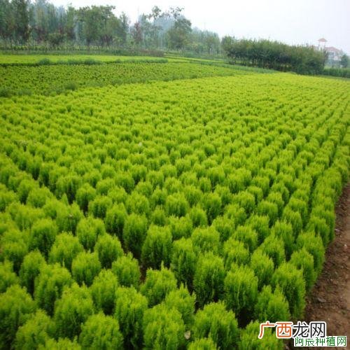 木槿怎么养，木槿的养殖方法和注意事项