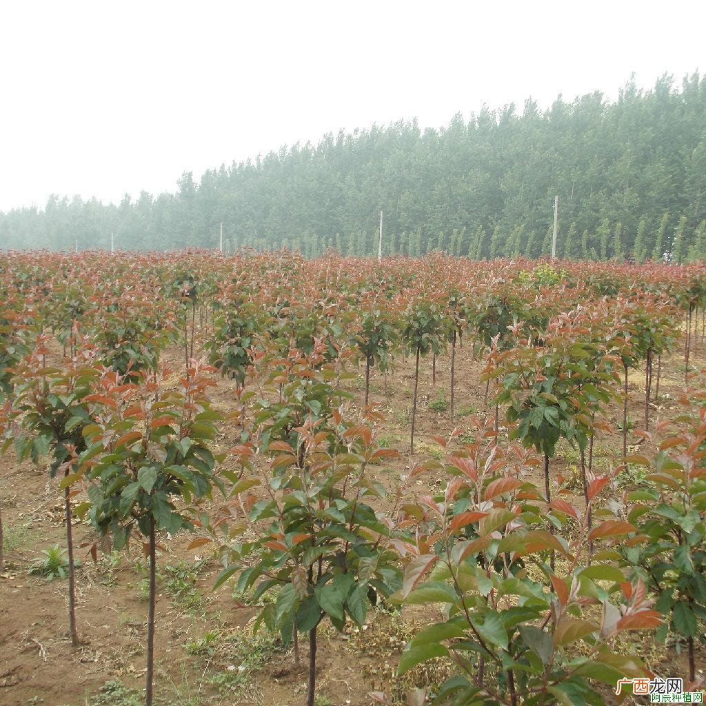 夹竹桃蚜虫病害怎么办？夹竹桃蚜虫病害症状及防治