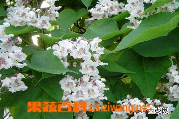 金丝揪图片 金丝揪的功效与作用