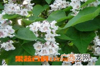金丝揪图片 金丝揪的功效与作用