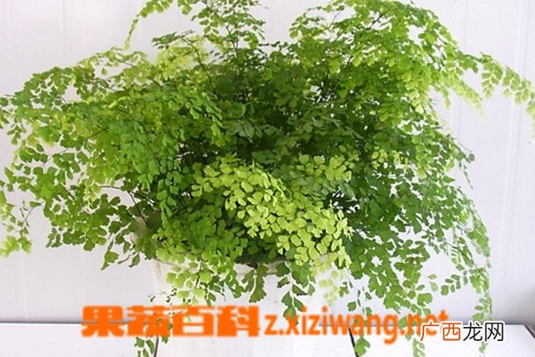 铁线蕨的功效与作用 铁线蕨的药用价值